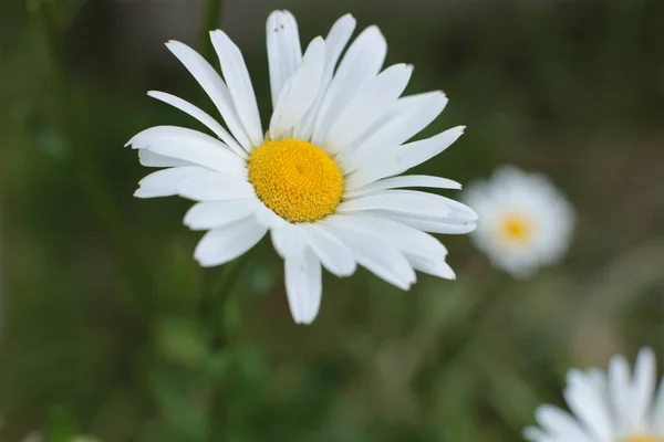 Inflorescência Flores Verão Bela Flor — Fotografia de Stock