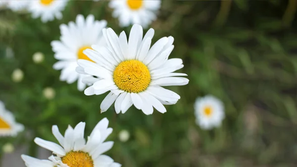 Inflorescência Flores Verão Bela Flor — Fotografia de Stock