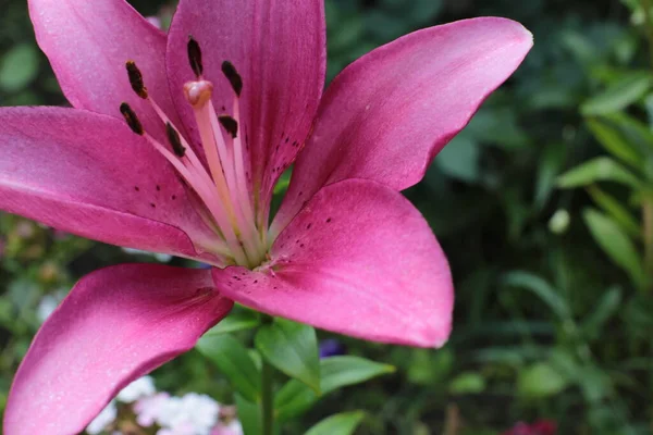 Yaz çiçeklerinin cilvesi Güzel çiçekler