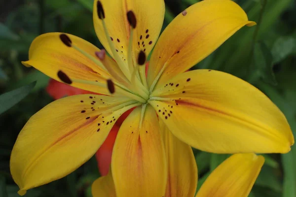 Соцветие Летних Цветов Красивый Цветок — стоковое фото