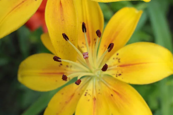 Соцветие Летних Цветов Красивый Цветок — стоковое фото