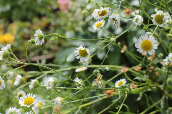 Yaz çiçeklerinin cilvesi Güzel çiçekler