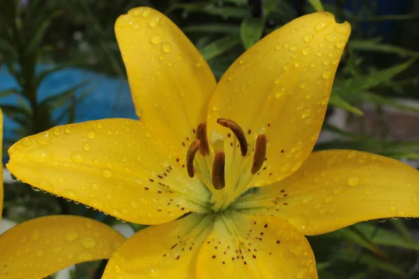 Blütenstand Der Sommerblumen Schöne Blüte — Stockfoto