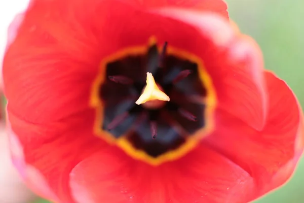 夏の花序美しい花を咲かせ — ストック写真