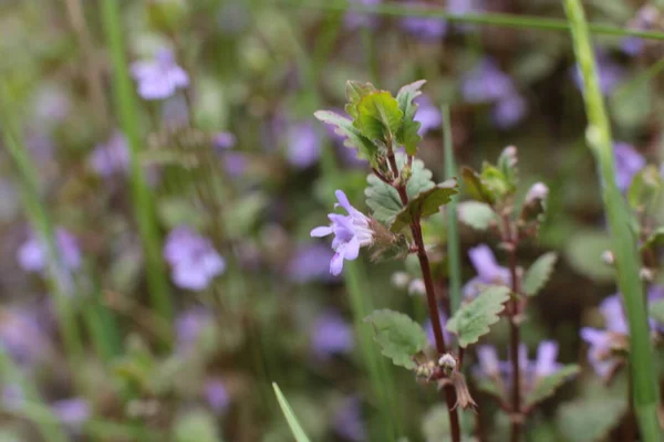 Inflorescência Flores Verão Bela Flor — Fotografia de Stock