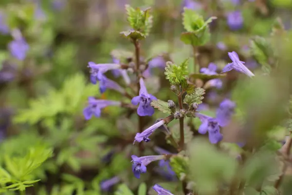 Inflorescência Flores Verão Bela Flor — Fotografia de Stock