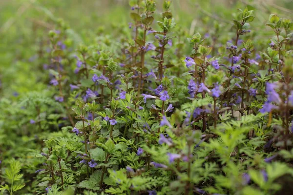 Inflorescência Flores Verão Bela Flor — Fotografia de Stock