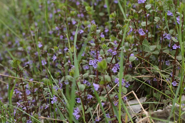 Inflorescência Flores Verão Bela Flor — Fotografia de Stock