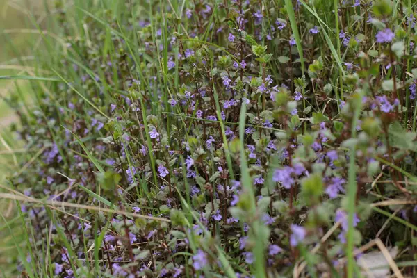 Inflorescência Flores Verão Bela Flor — Fotografia de Stock