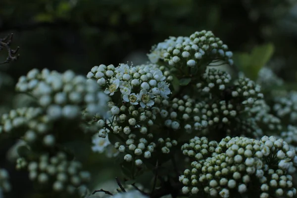 夏の花序美しい花を咲かせ — ストック写真