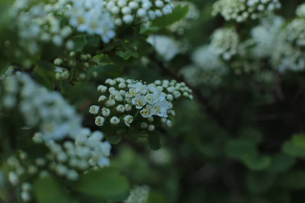 Infiorescenza Fiori Estivi Bella Fioritura — Foto Stock