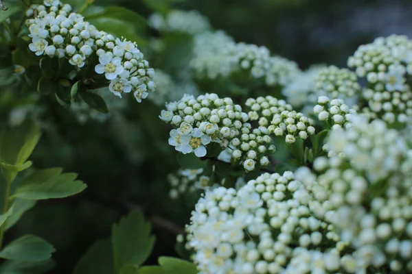 Суцвіття Літніх Квітів Красиве Цвітіння — стокове фото