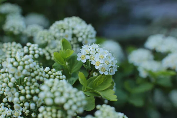 Inflorescence Summer Flowers Beautiful Bloom — Stock Photo, Image