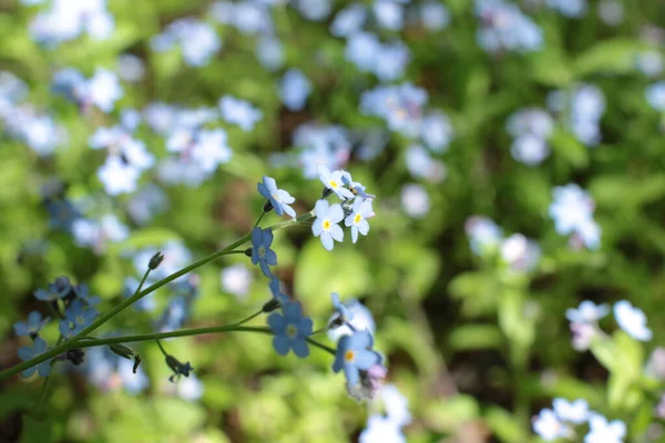 Inflorescência Flores Verão Bela Flor — Fotografia de Stock