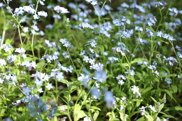 Inflorescência Flores Verão Bela Flor — Fotografia de Stock