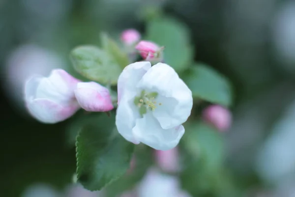 Blomstã Llning Sommar Blommor Vacker Blom — Stockfoto