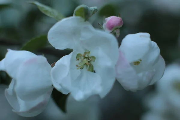 Суцвіття Літніх Квітів Красиве Цвітіння — стокове фото