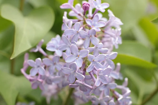 Blomstã Llning Sommar Blommor Vacker Blom — Stockfoto