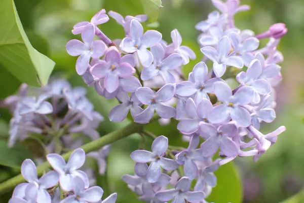 Blomstã Llning Sommar Blommor Vacker Blom — Stockfoto