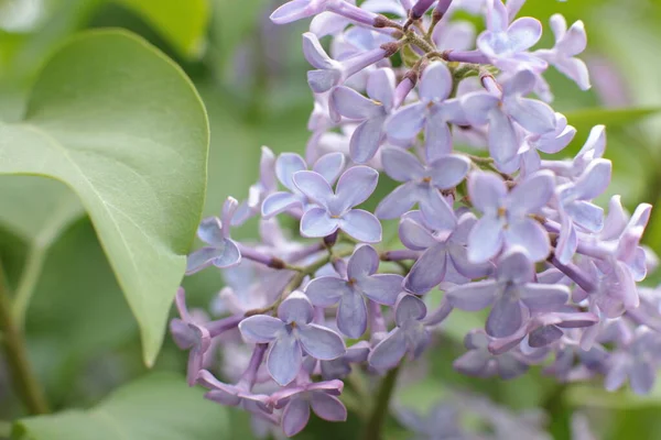 Yaz çiçeklerinin cilvesi Güzel çiçekler