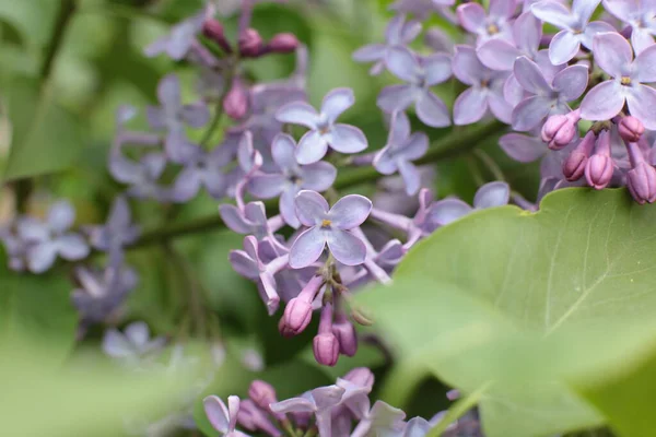 Yaz çiçeklerinin cilvesi Güzel çiçekler