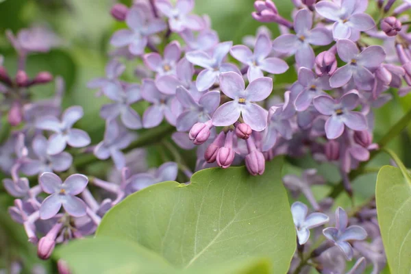 Yaz çiçeklerinin cilvesi Güzel çiçekler