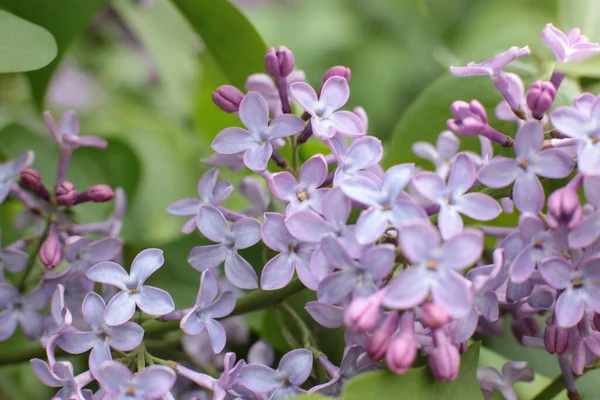 Yaz çiçeklerinin cilvesi Güzel çiçekler
