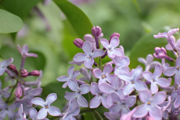 Blomstã Llning Sommar Blommor Vacker Blom — Stockfoto