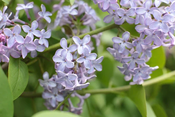 Yaz çiçeklerinin cilvesi Güzel çiçekler