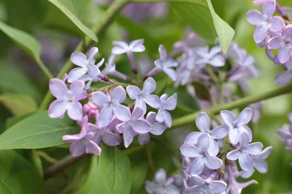 Yaz çiçeklerinin cilvesi Güzel çiçekler