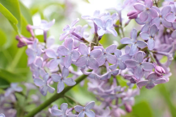 Yaz çiçeklerinin cilvesi Güzel çiçekler