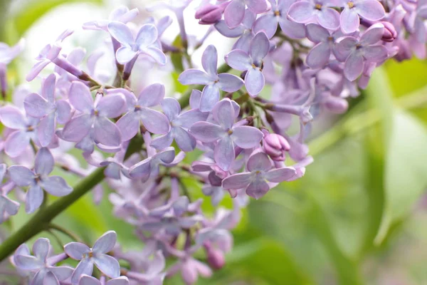 Yaz çiçeklerinin cilvesi Güzel çiçekler