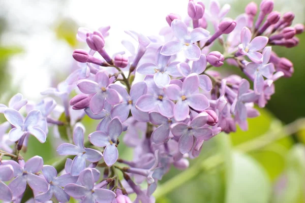 Yaz çiçeklerinin cilvesi Güzel çiçekler