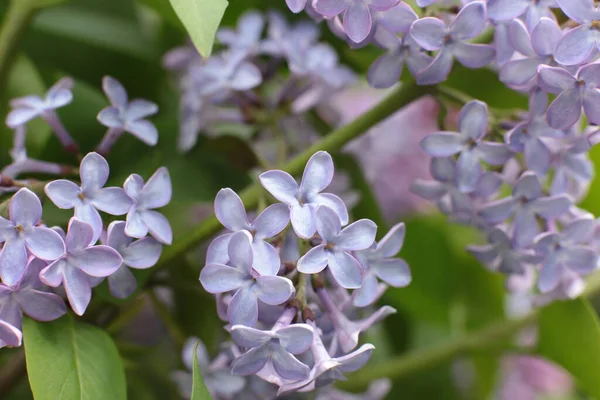 Blomstã Llning Sommar Blommor Vacker Blom — Stockfoto