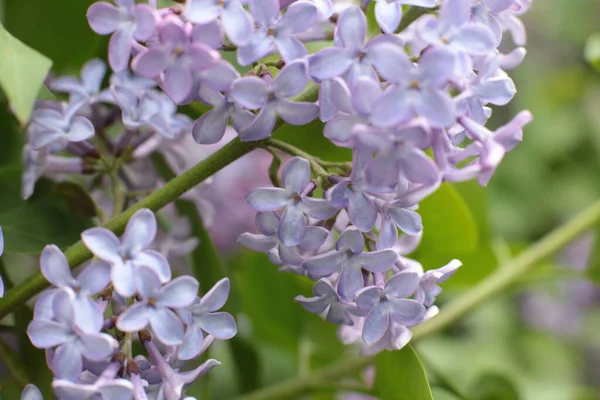 Inflorescência Flores Verão Bela Flor — Fotografia de Stock