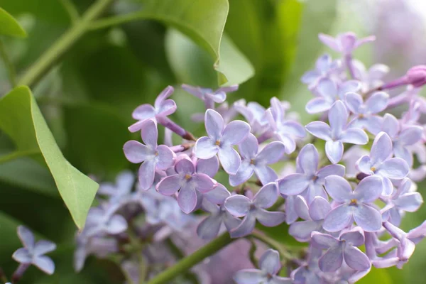 Blomstã Llning Sommar Blommor Vacker Blom — Stockfoto