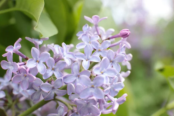 Yaz çiçeklerinin cilvesi Güzel çiçekler