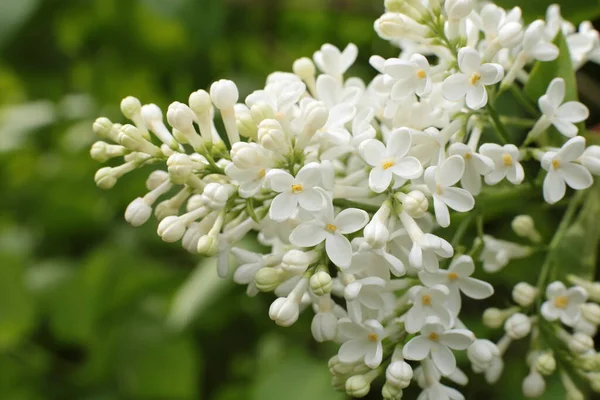 Yaz çiçeklerinin cilvesi Güzel çiçekler