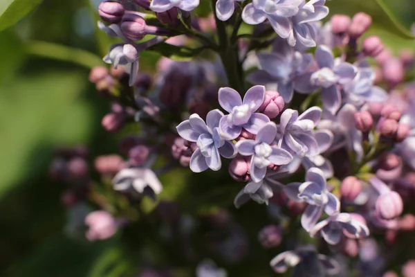 Yaz çiçeklerinin cilvesi Güzel çiçekler