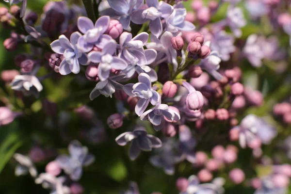 Yaz çiçeklerinin cilvesi Güzel çiçekler