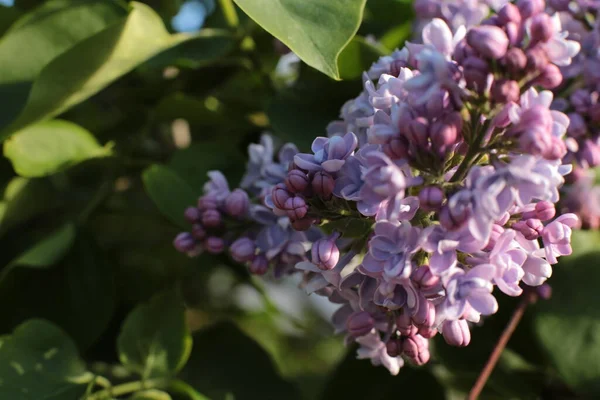 Yaz çiçeklerinin cilvesi Güzel çiçekler