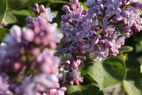 Yaz çiçeklerinin cilvesi Güzel çiçekler