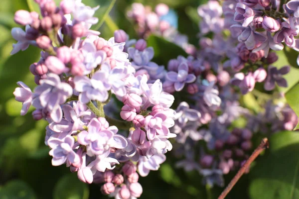 Yaz çiçeklerinin cilvesi Güzel çiçekler