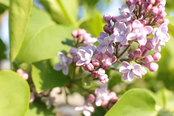 Yaz çiçeklerinin cilvesi Güzel çiçekler
