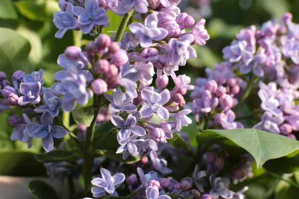 Yaz çiçeklerinin cilvesi Güzel çiçekler