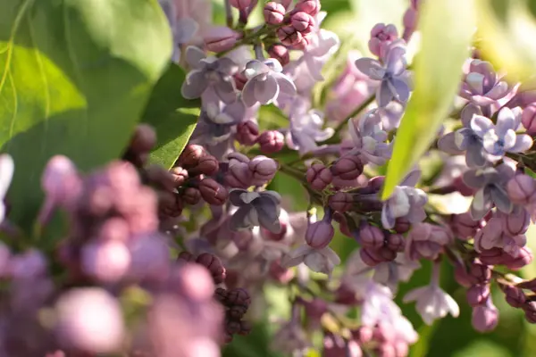 Blomstã Llning Sommar Blommor Vacker Blom — Stockfoto