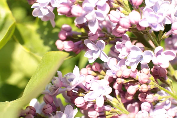 Yaz çiçeklerinin cilvesi Güzel çiçekler