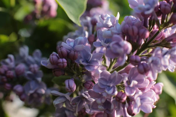 Yaz çiçeklerinin cilvesi Güzel çiçekler