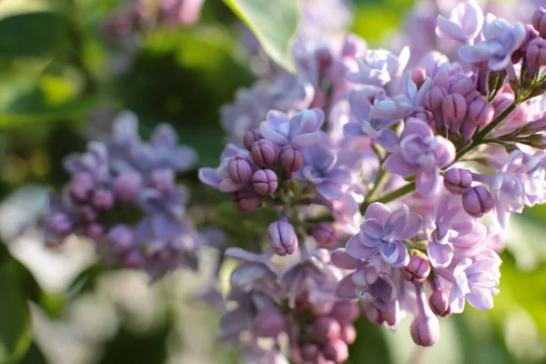 Yaz çiçeklerinin cilvesi Güzel çiçekler