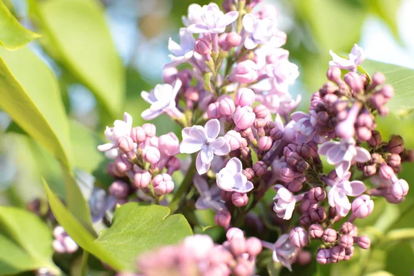 Blomstã Llning Sommar Blommor Vacker Blom — Stockfoto